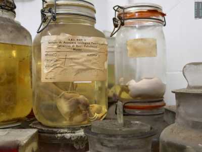 Qui, dopo l�estrazione dell�organo dal corpo, iniziava il processo di conservazione del materiale all�interno di contenitori di vetro riempiti di formalina che impedisce la decomposizione